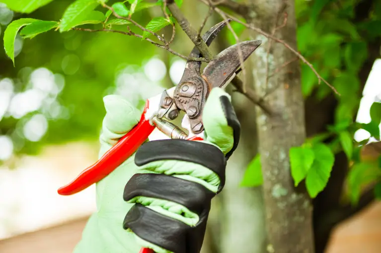 A gloved hand holds red pruning shears, preparing to trim a small branch on a tree surrounded by vibrant green leaves.